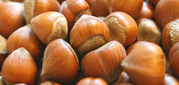 Canan Karatay : Yağlı olan fındık